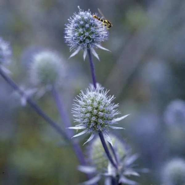 Blue Glitter (Eryngium planum)