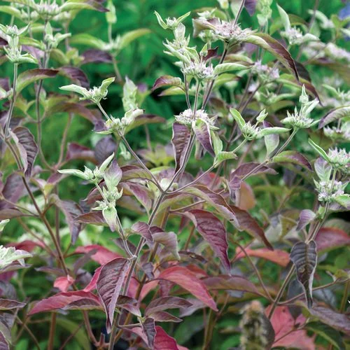 Smokey Mountain Mint (Pycnanthemum)