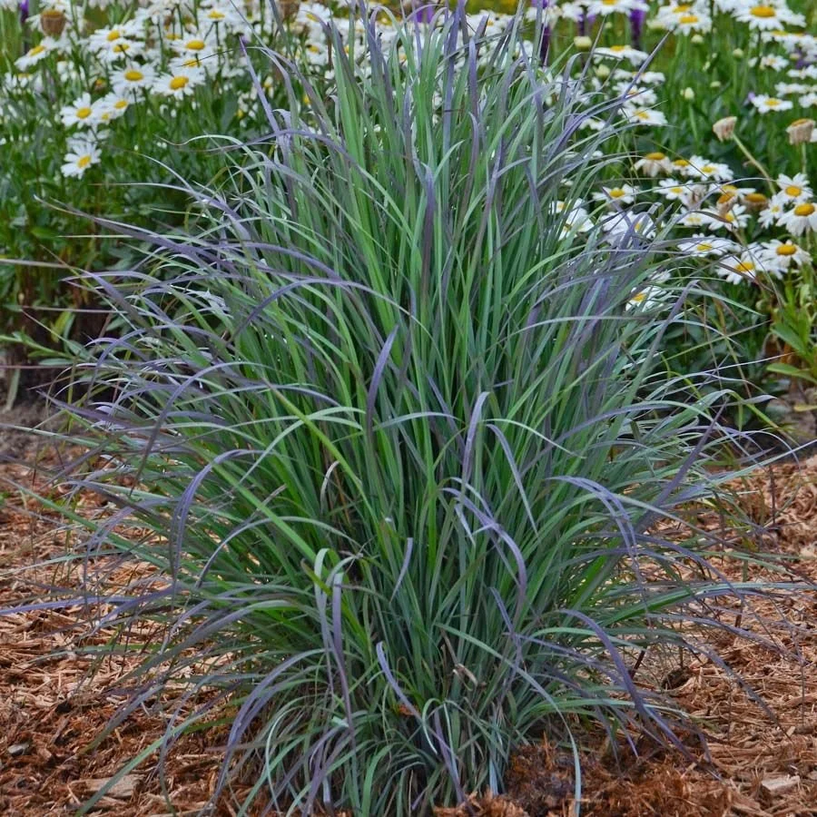 Twilight Zone (Schizachyrium Scoparium)