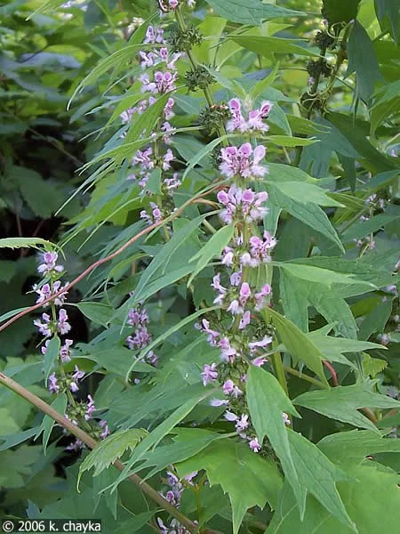 Motherwort (Leonurus cardiaca)