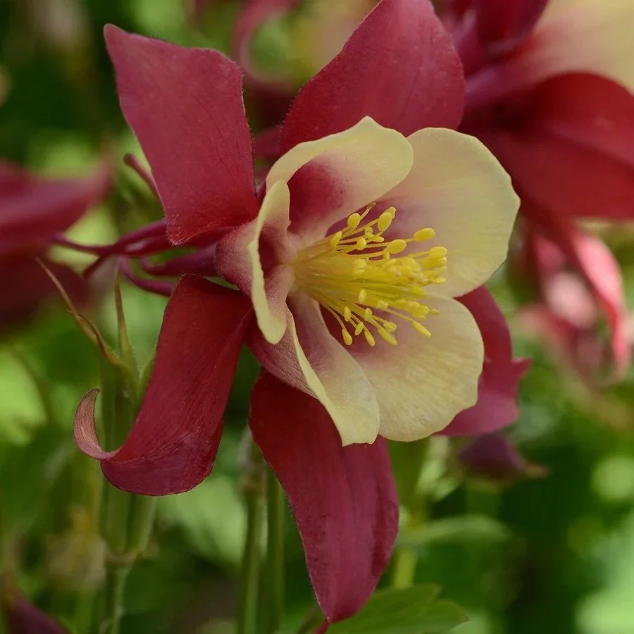 Earlybird Red & Yellow (Aquilegia xhybrida)