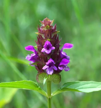 Self-Heal (Prunella vulgaris)