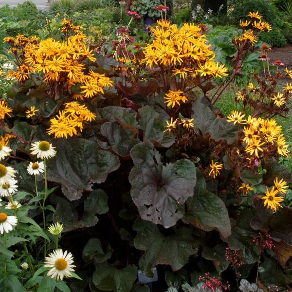 Britt Marie Crawford (Ligularia dentata)