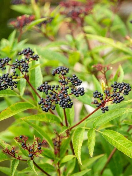 Shrub_Elderberry.jpg