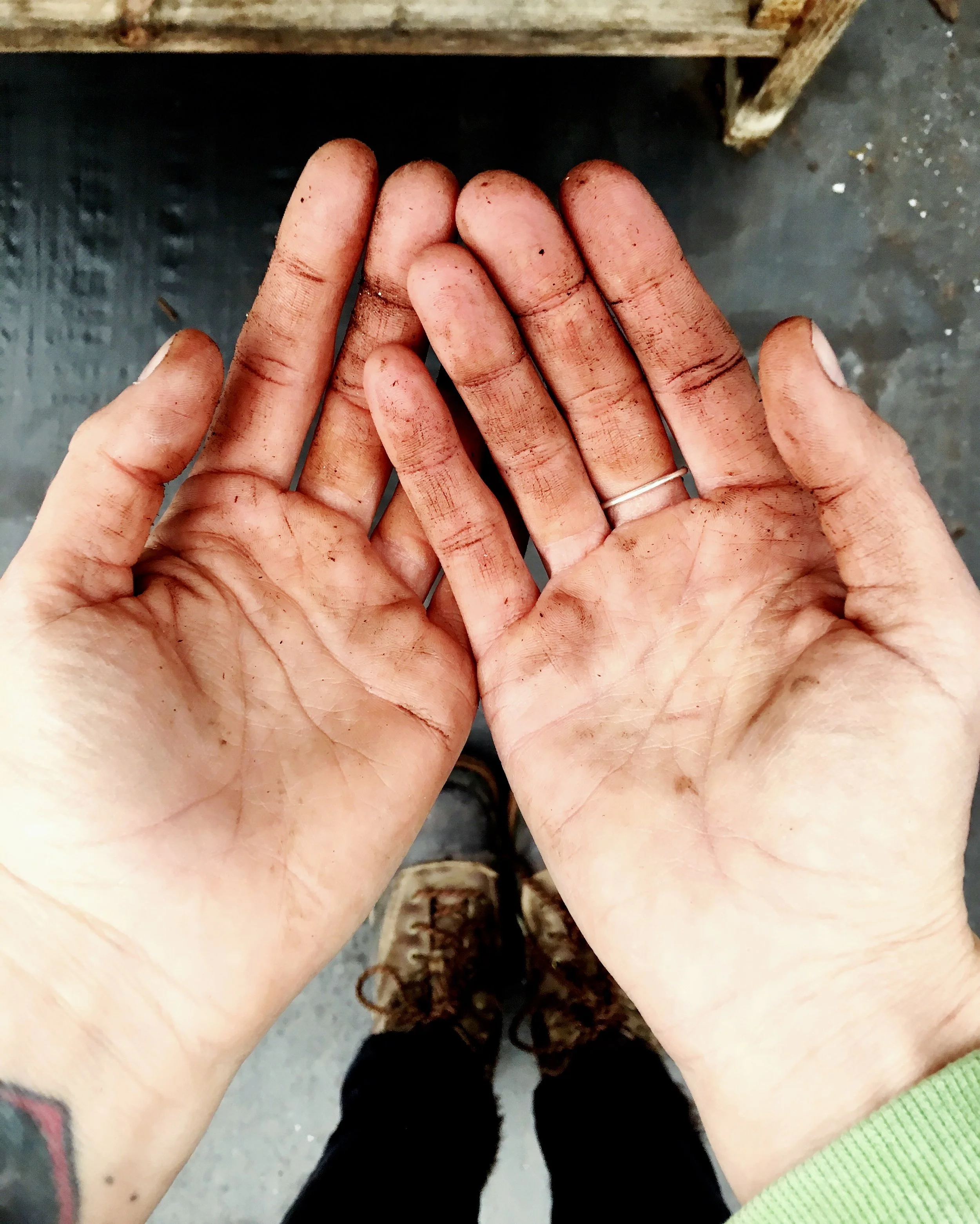 Open hands are covered in dirt after planting.