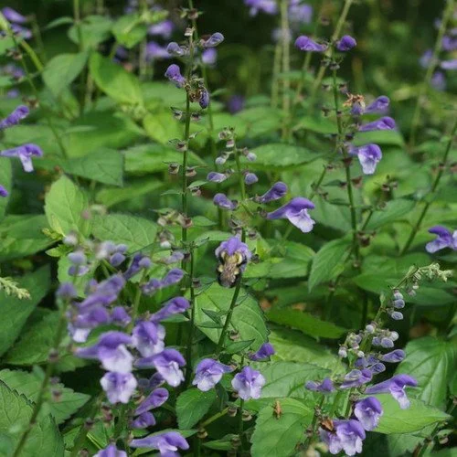 Appalachian Blues (Scutellaria)