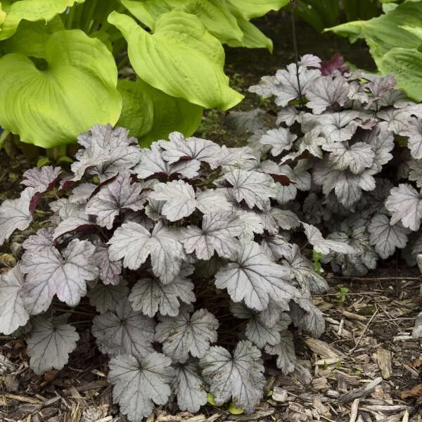 Smoke & Mirrors (Heuchera)