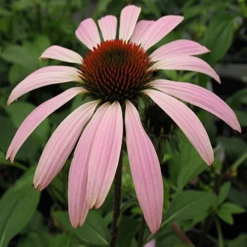 Prairie Splendor (Echinacea)