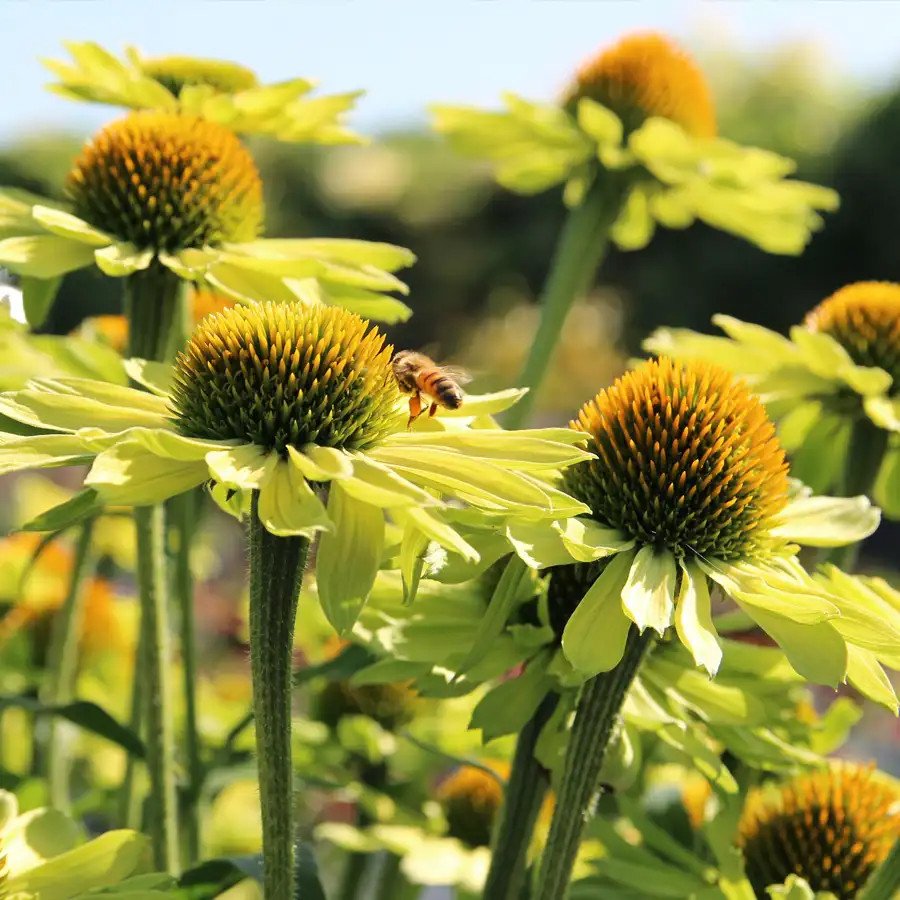 Kismet Kiwi (Echinacea)