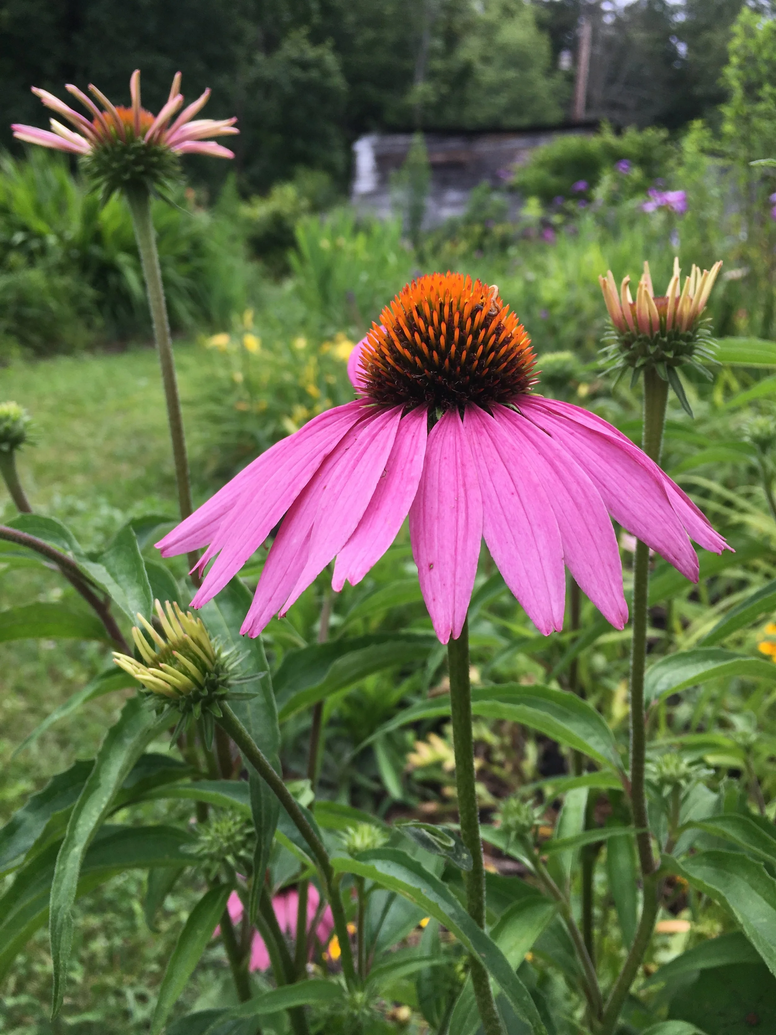 Echinacea a.k.a. Purple Coneflower is blooming in a perennial garden.
