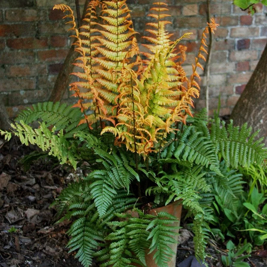 Jurassic Gold (Dryopteris wallichiana)