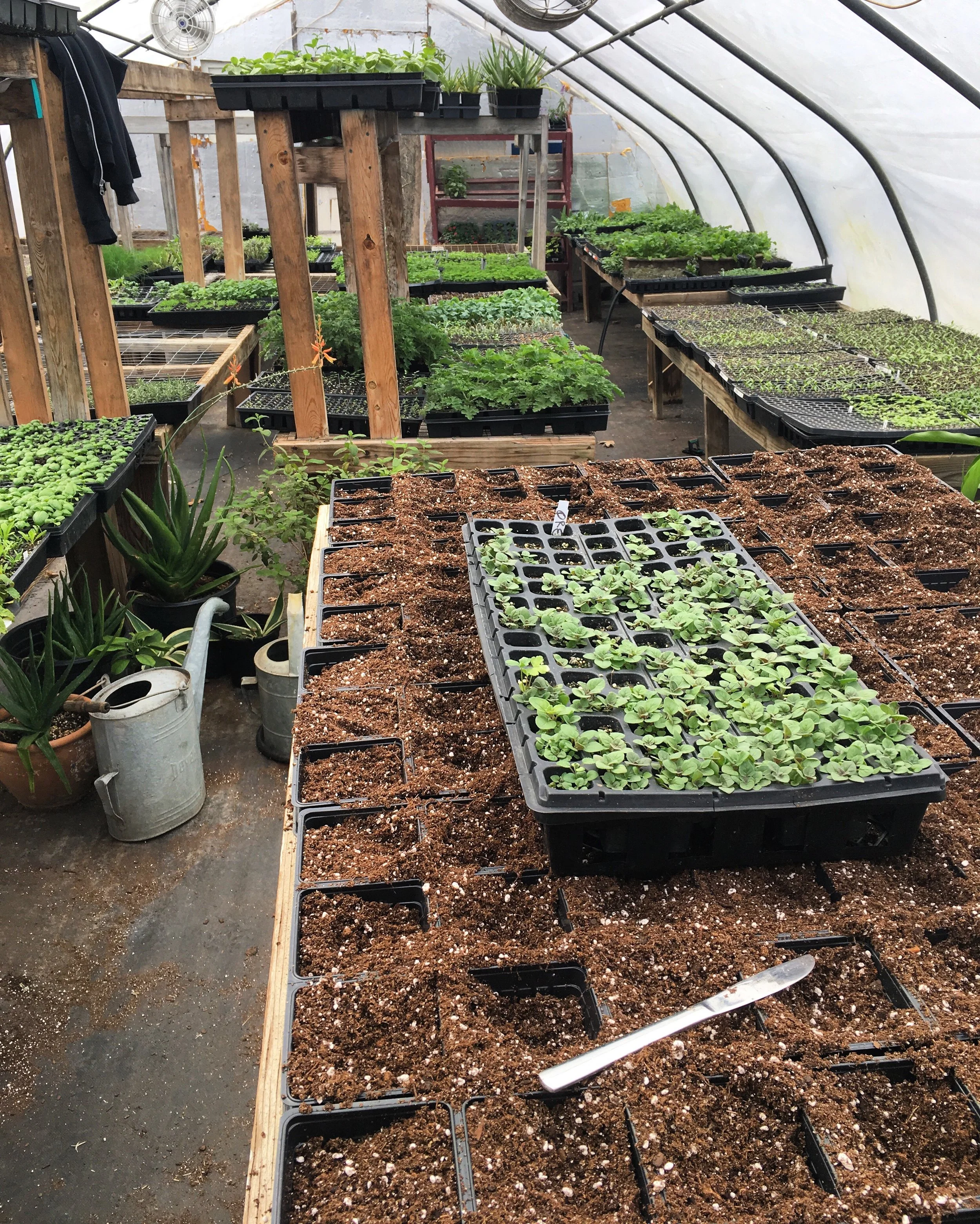 A tray of seedlings sits on top of a row of dirt in a greenhouse, waiting to be planted.