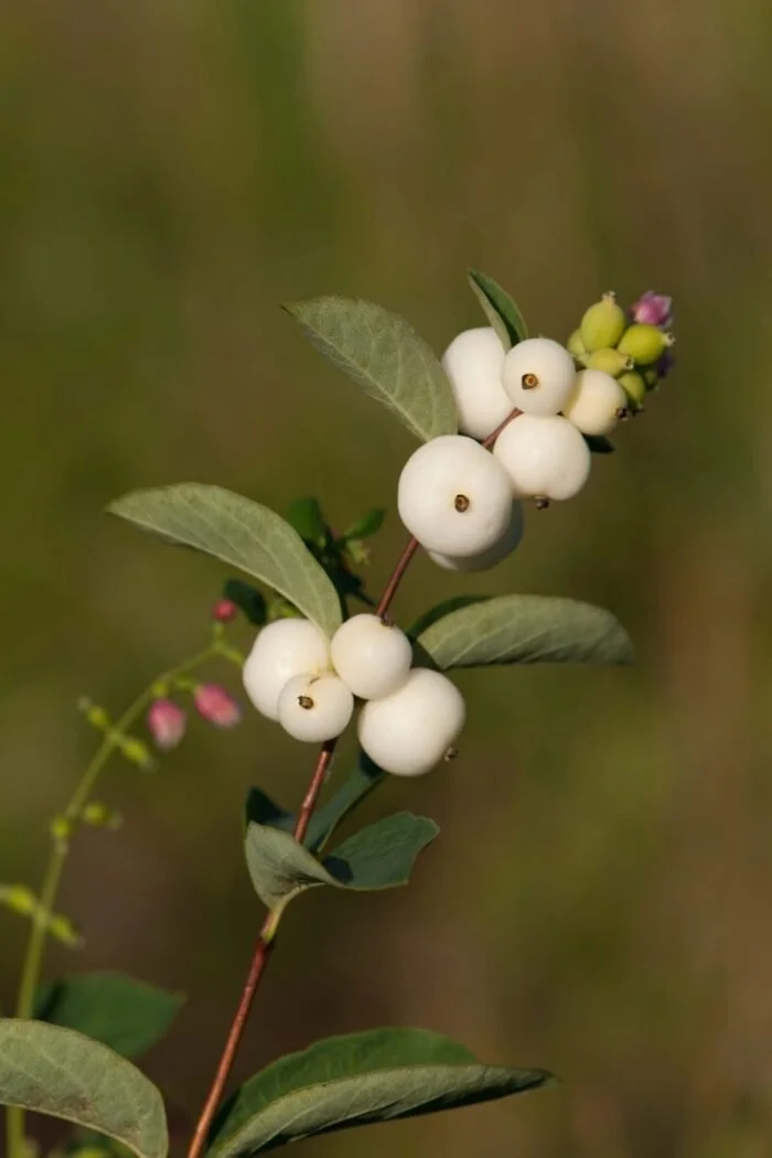 Snowberry (Symphoricarpos albus)
