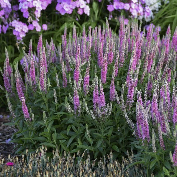 Pink Potion (Veronica Speedwell)