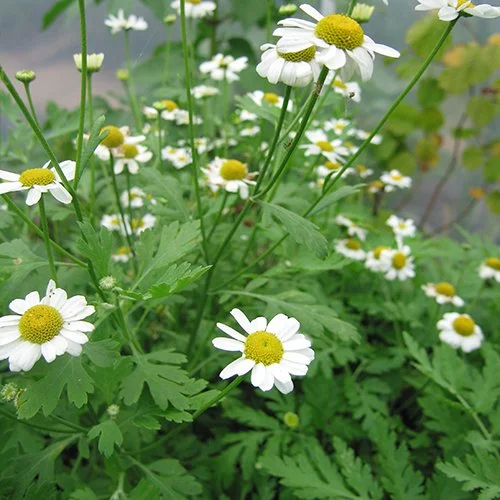 White daisy-like flowers with yellow centers sit atop ferny green foliage. Tanacetum parthenium, Feverfew herb.
