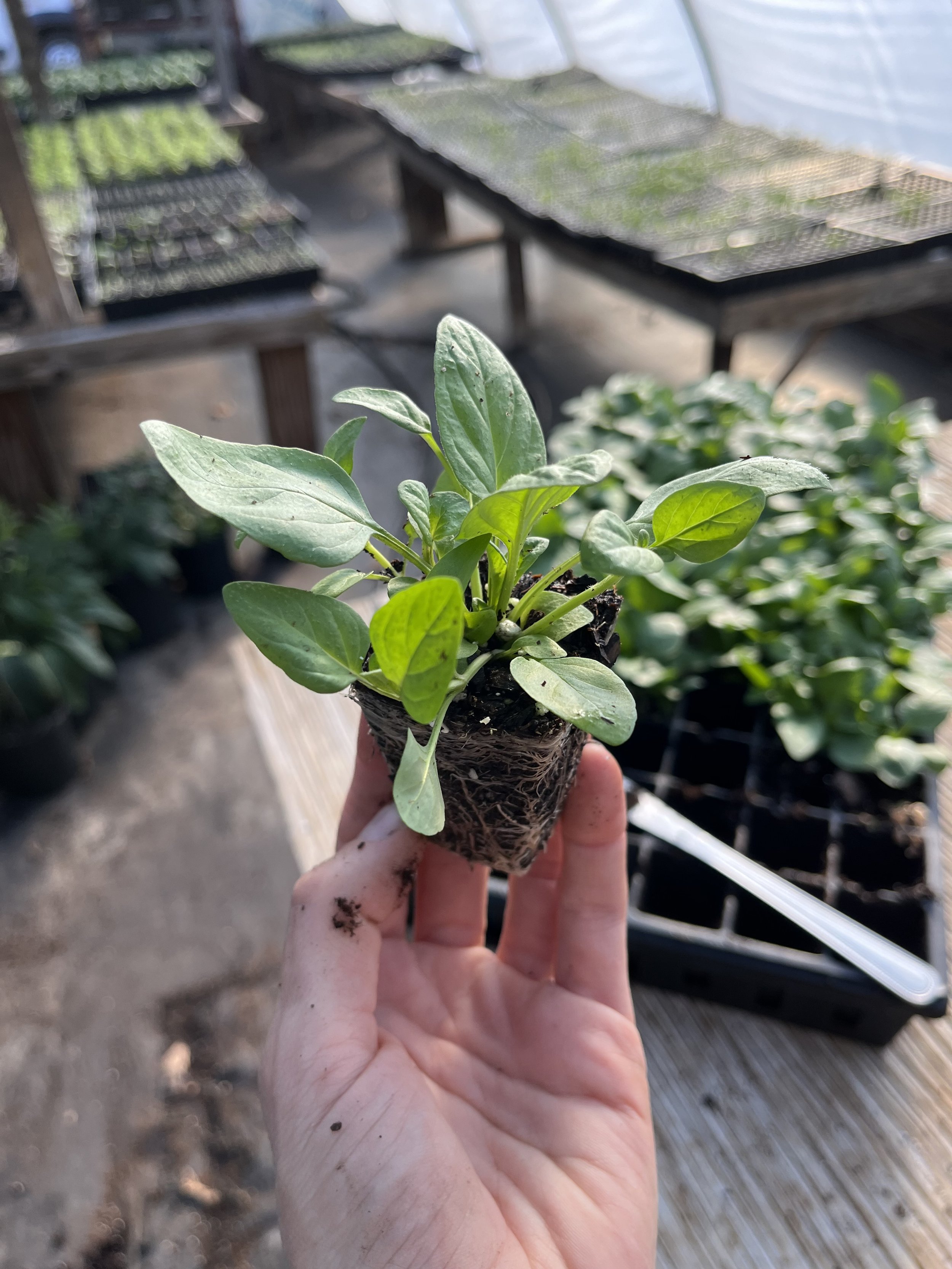 A hand holds a small start of Self-Heal herb inside of a greenhouse. 