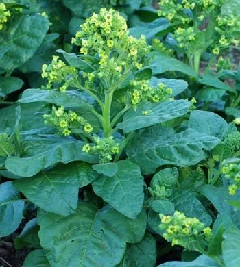 Hopi Tobacco (Nicotiana rustica)