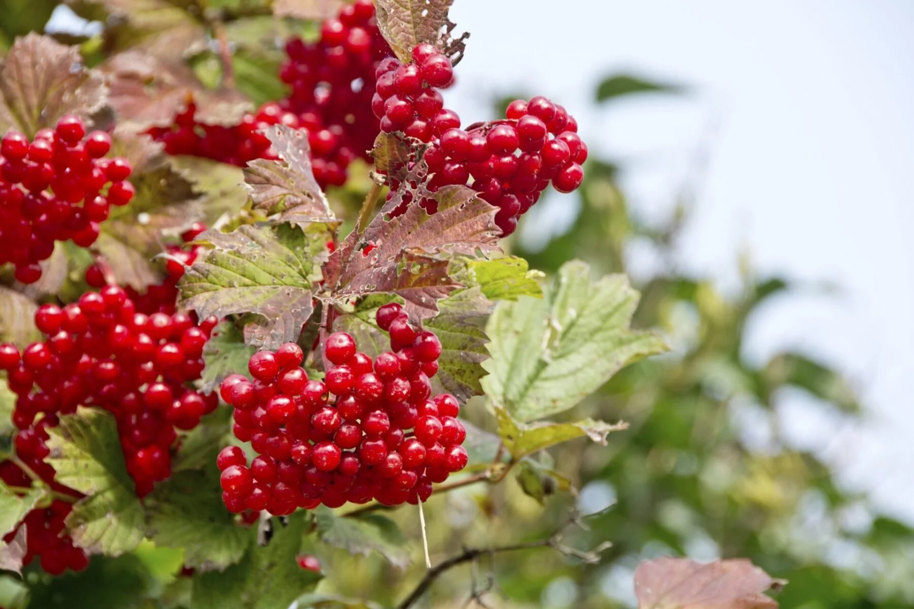 Highbush cranberry (Viburnum trilobum)