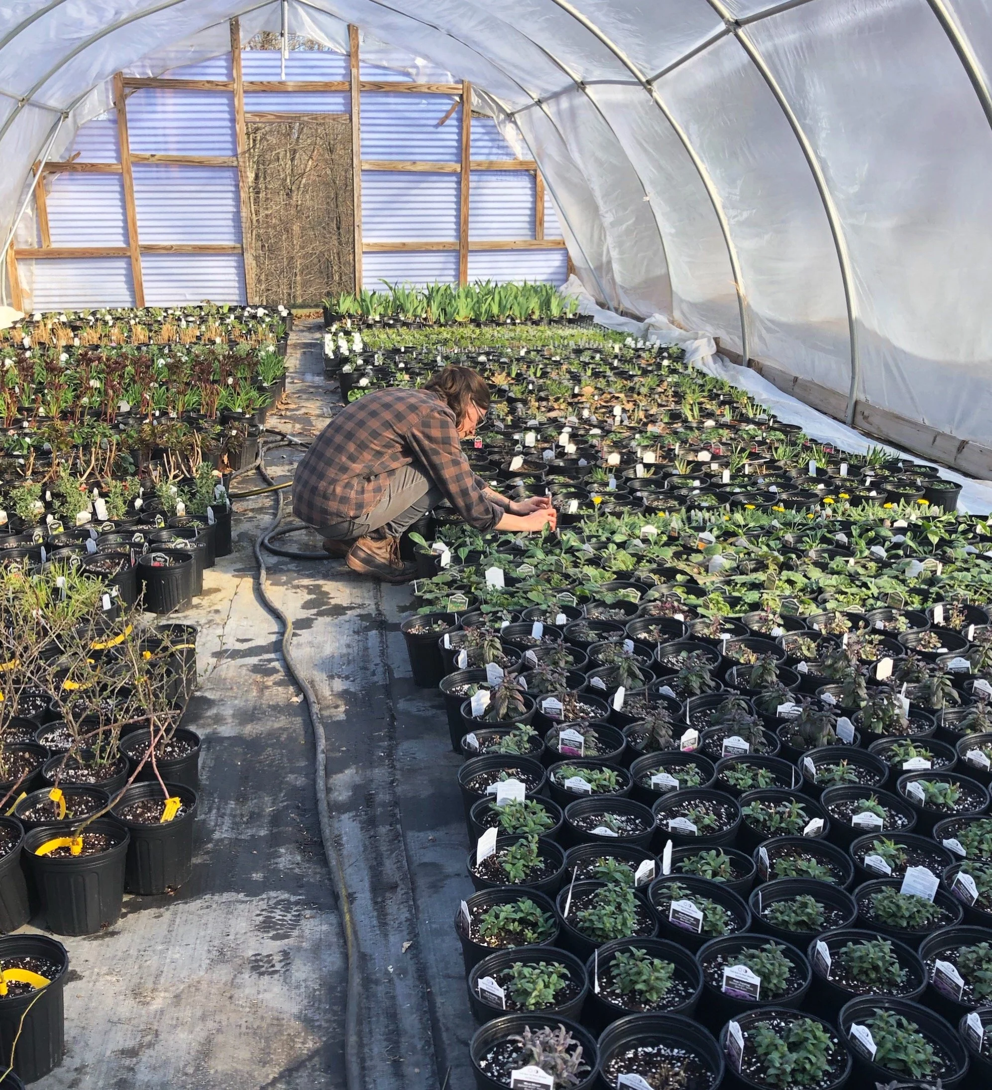 A farmer kneels down to take a picture in a high tunnel, while surrounded by rows of potted plants.