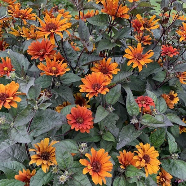 Bleeding Hearts (Heliopsis helianthoides var. scabra)