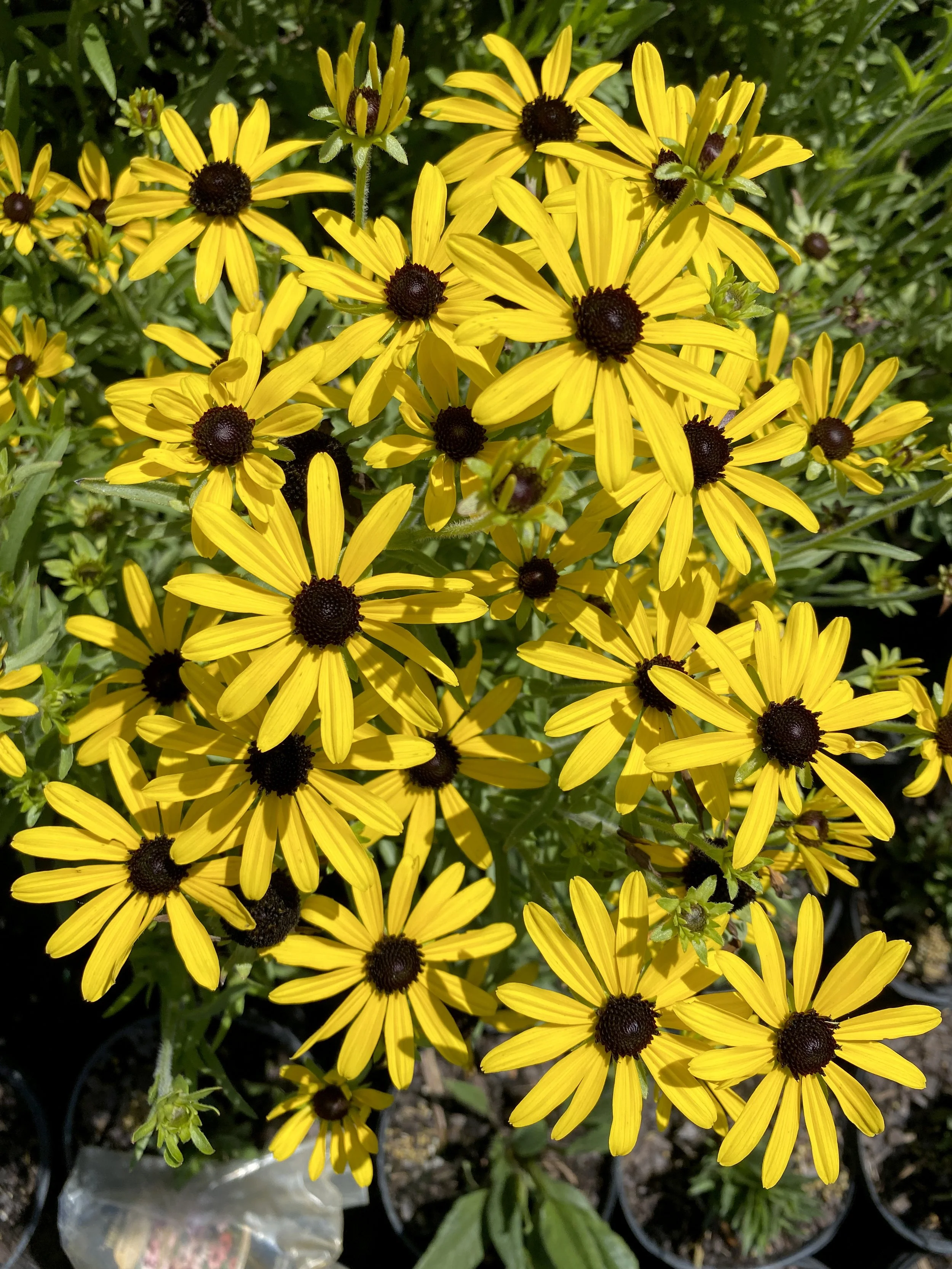 Sweet as Honey (Rudbeckia)