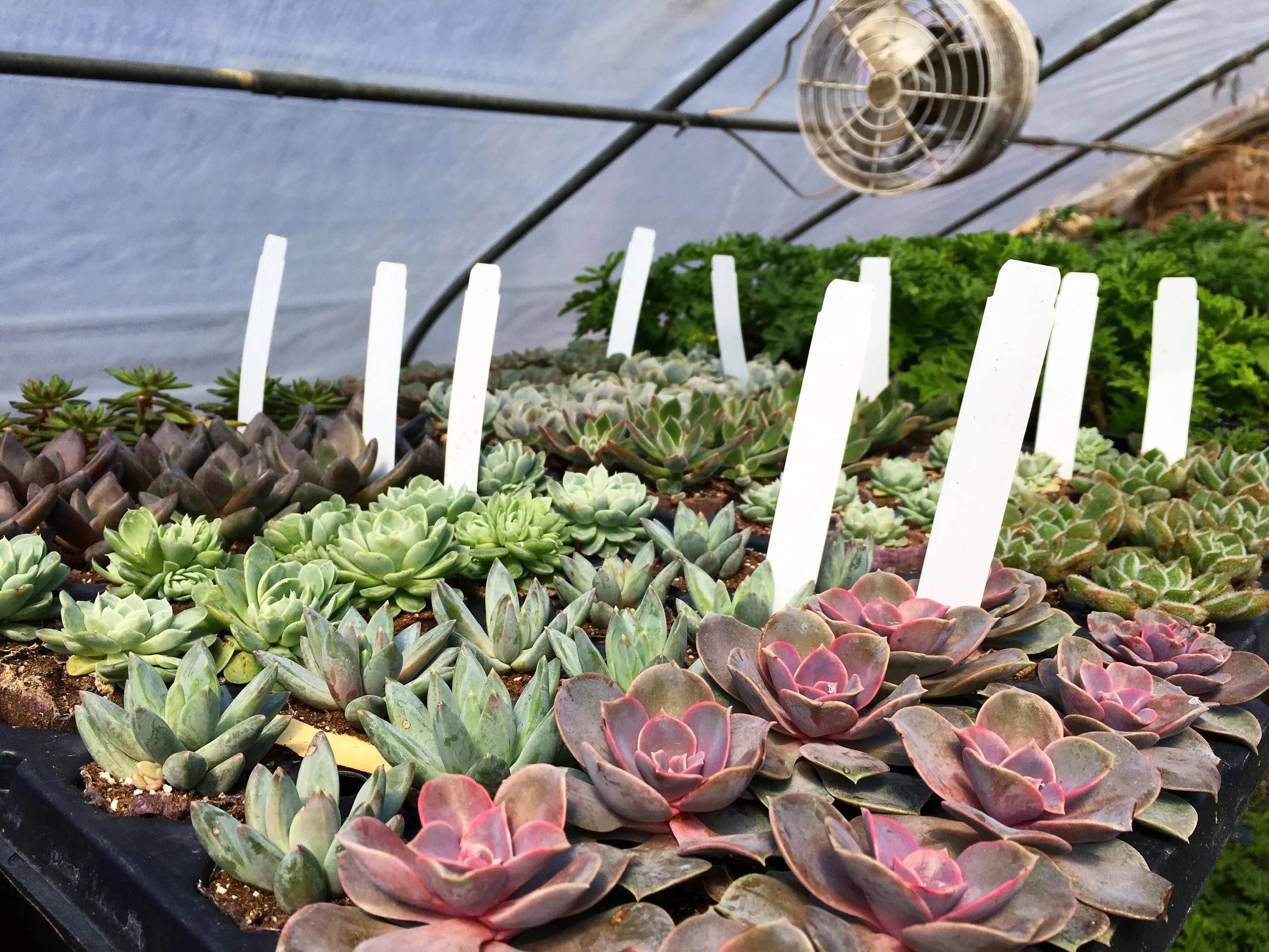 Trays of brightly colored mixed succulents sit in a greenhouse on a sunny day, waiting to be planted.
