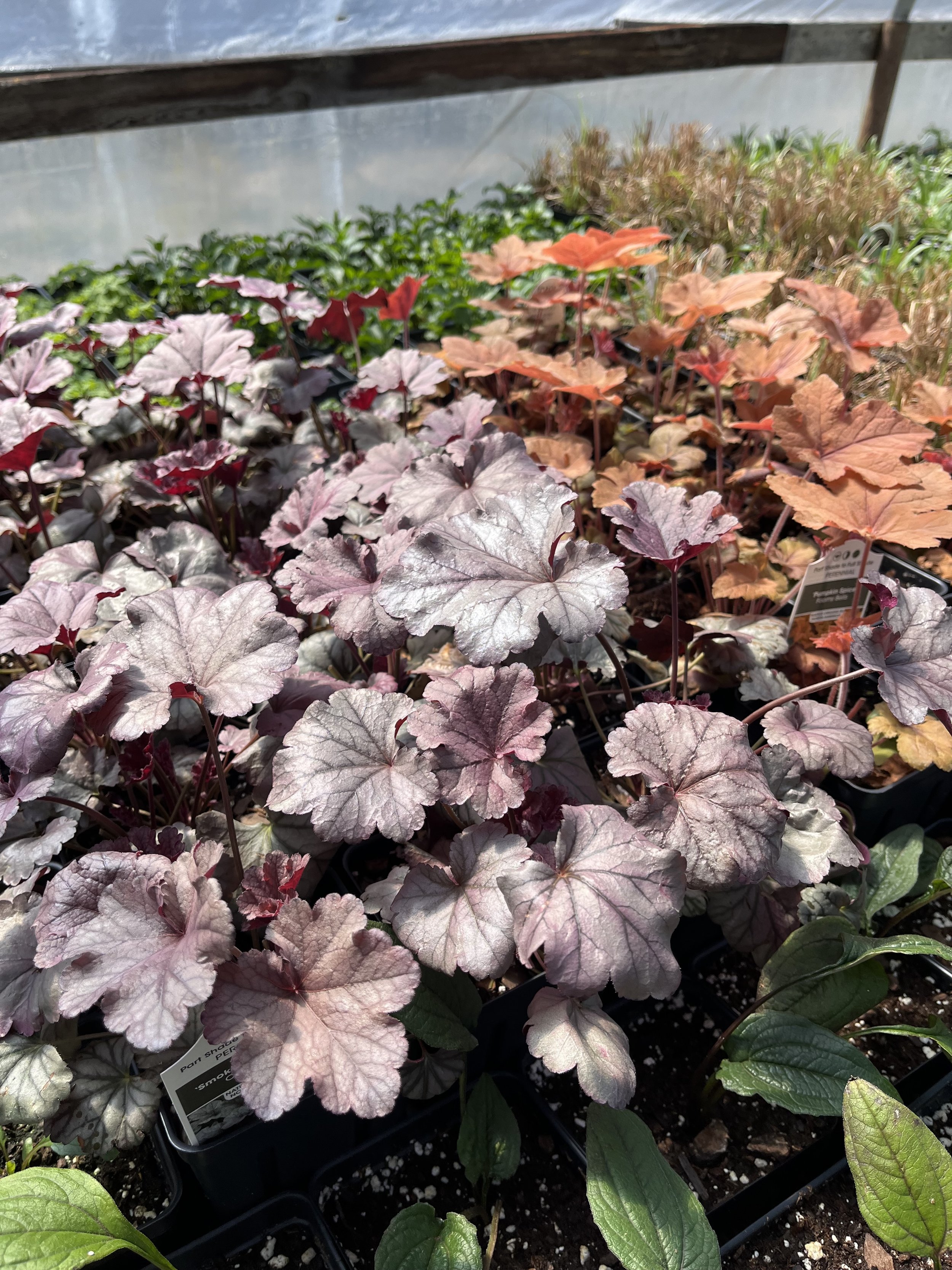 Deep purple and bright orange Heuchera perennials stand out in the greenhouse amidst other green plants.