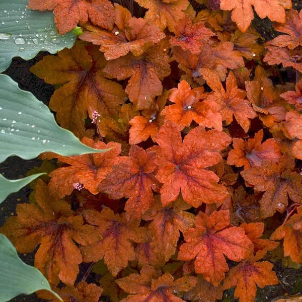 Pumpkin Spice (Heucherella)