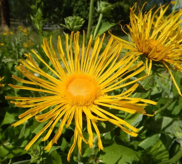 Elecampane (Inula helenium)