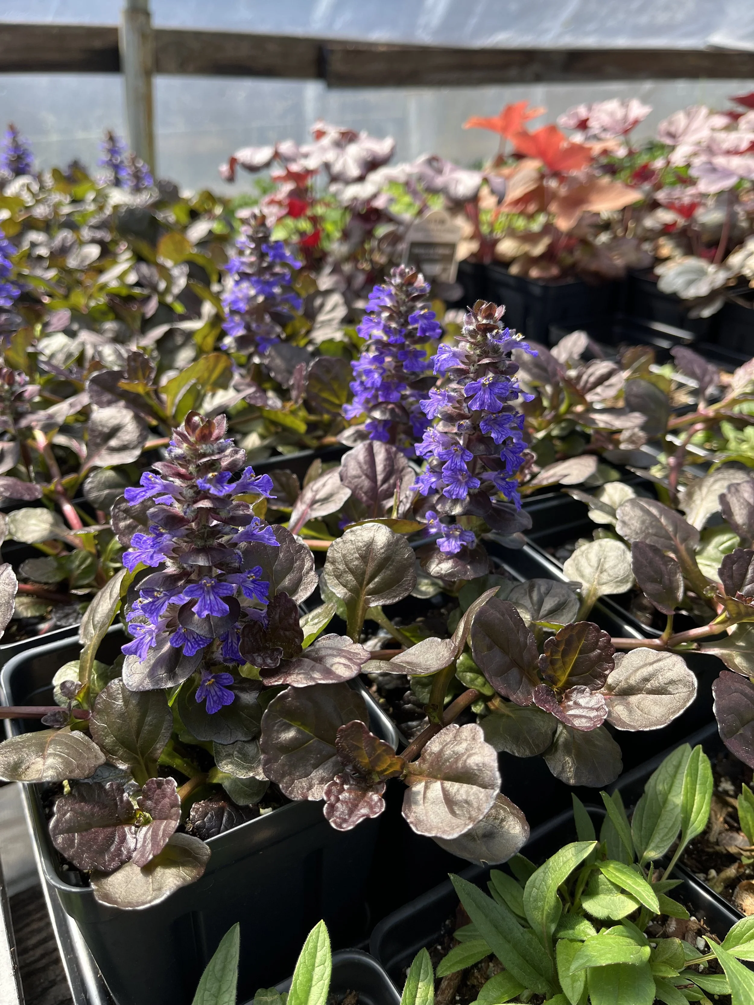 Small pots of purple Ajuga a.k.a. Bugleweed are flowering in the greenhouse.