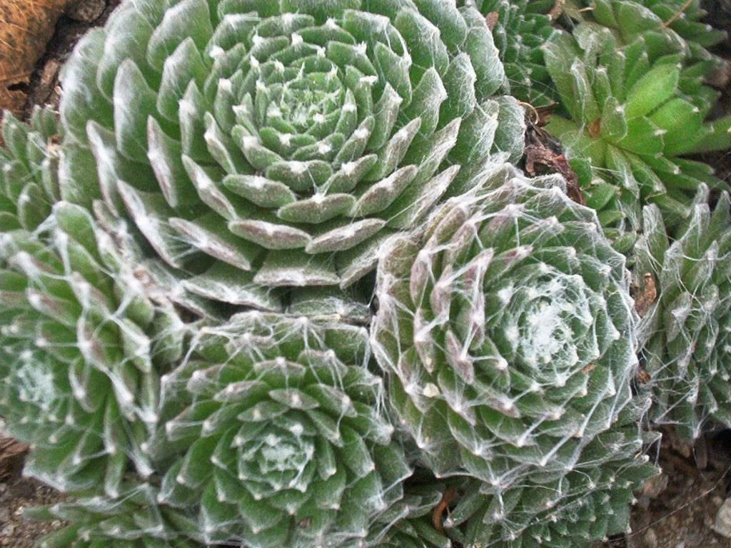 Cobweb Hen-and-Chicks (Sempervivum arachnoideum)