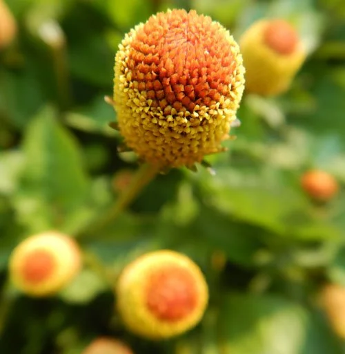 Spilanthes (Acmella oleracea)