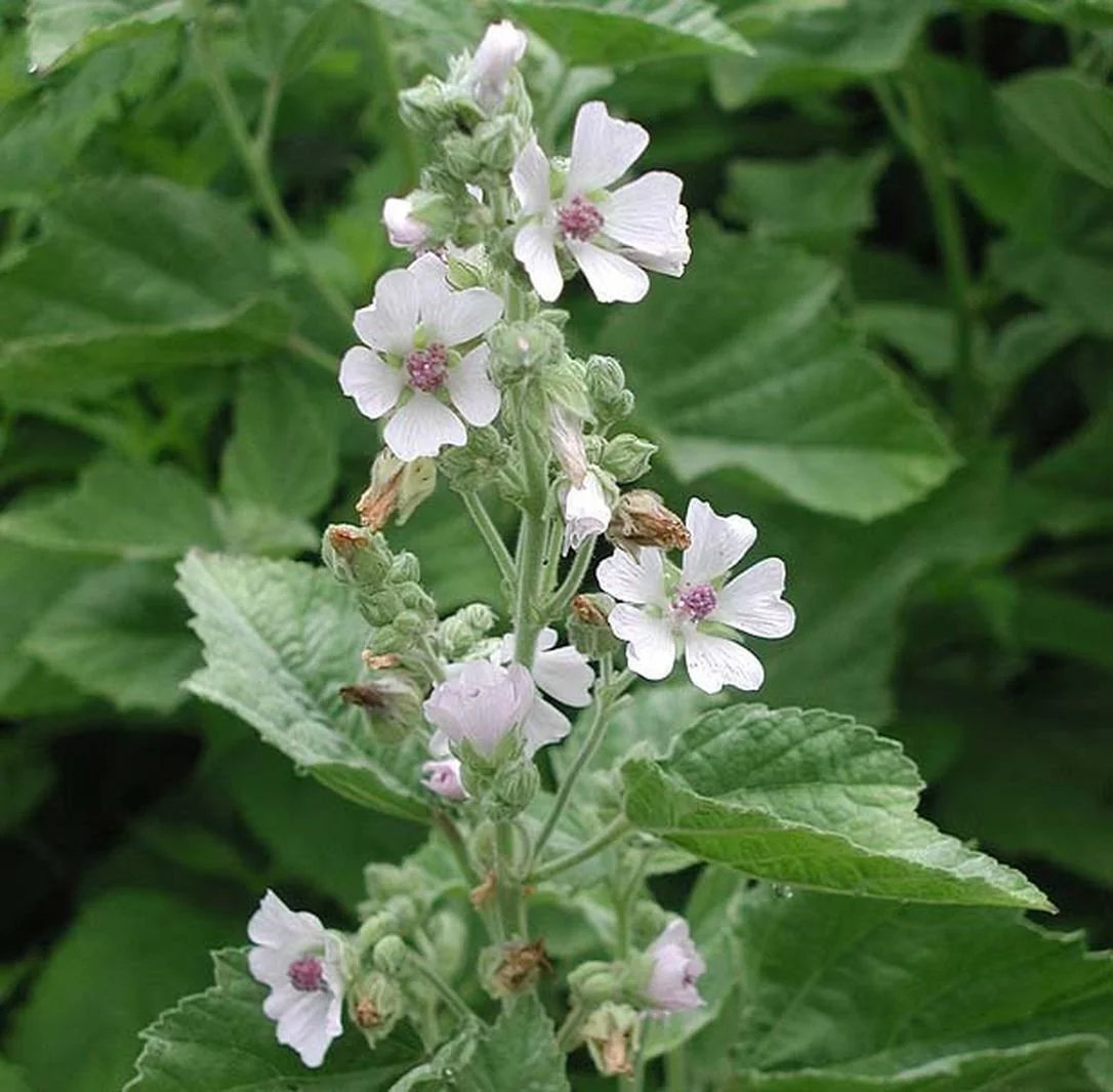 Marshmallow (Athaea officinalis)