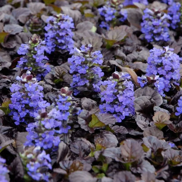 Black Scallop (Ajuga reptans)