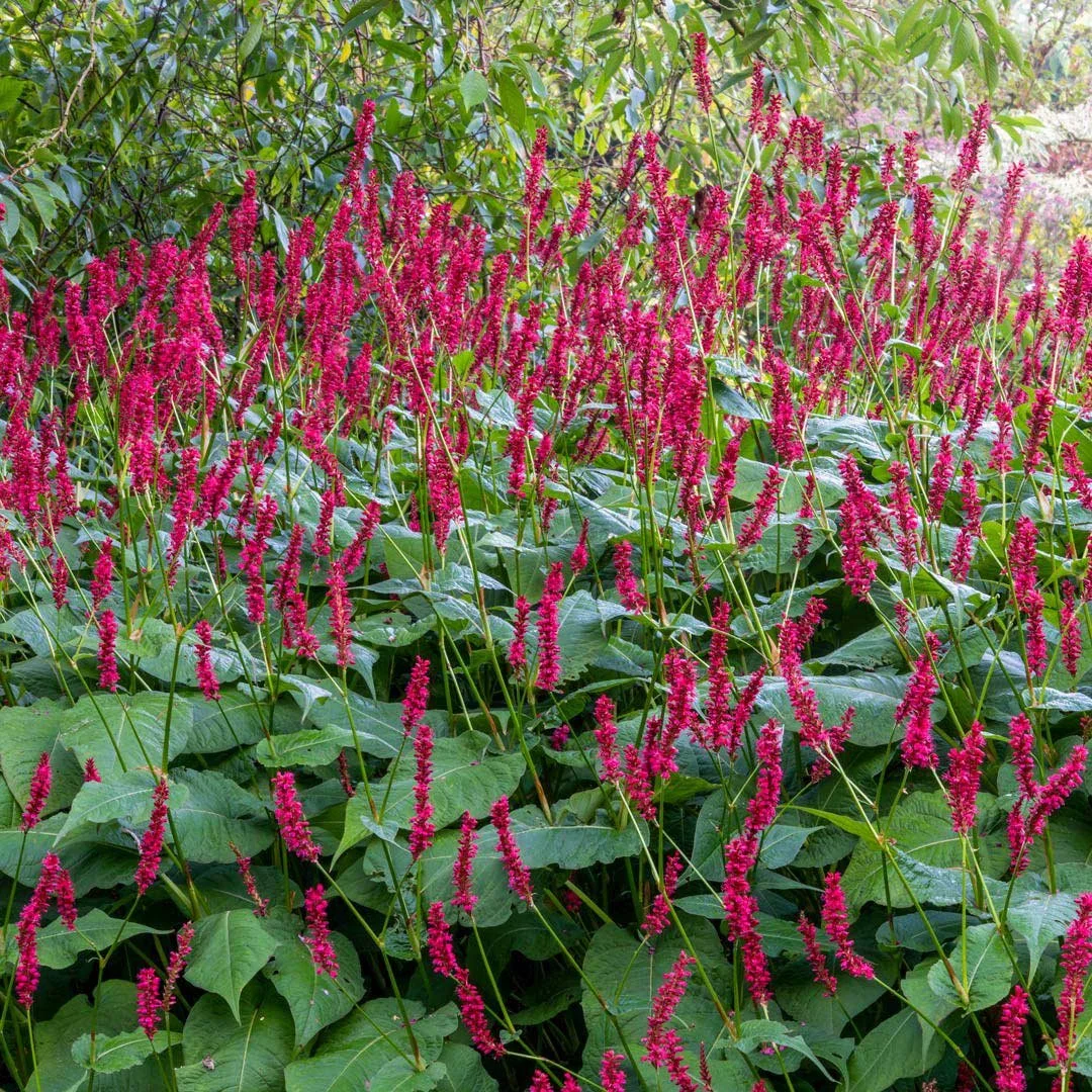 Slender bright red bottlebrush flowers atop broad green foliage. Persicaria amplexicaulis, Firetail variety.