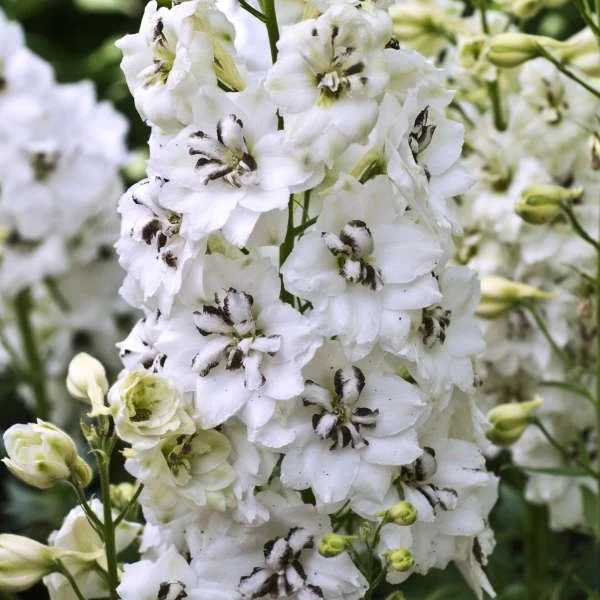 Black Eyed Angels (New Zealand Delphinium)