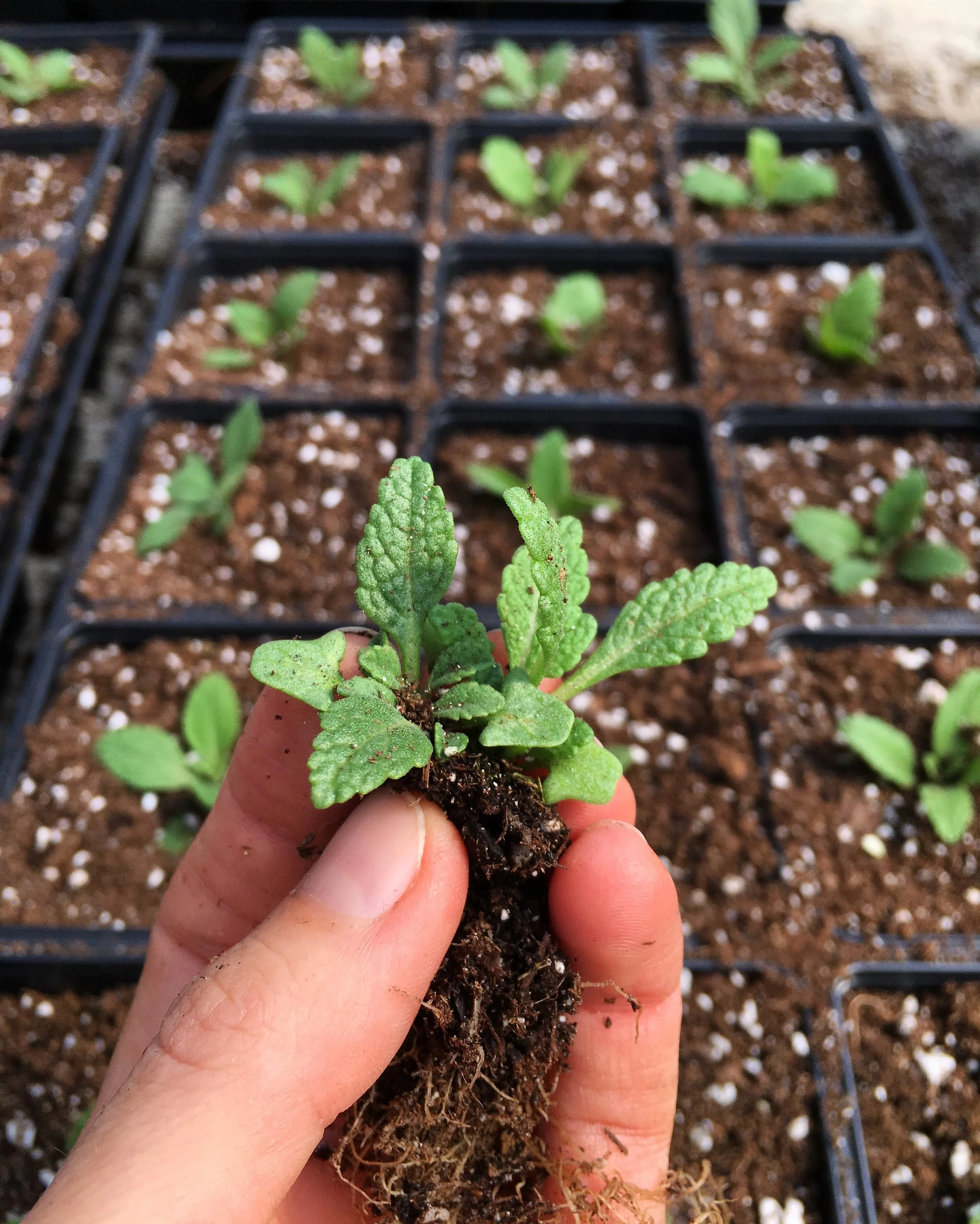 A hand holds a small start of a Sage plant, above trays of potted plants.