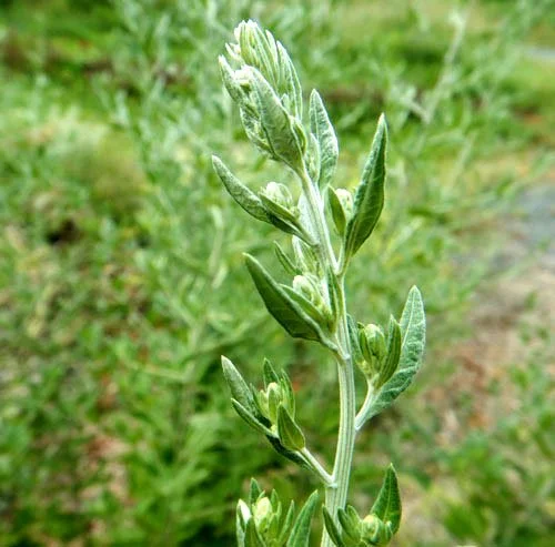 Mugwort (Artemisia vulgaris)