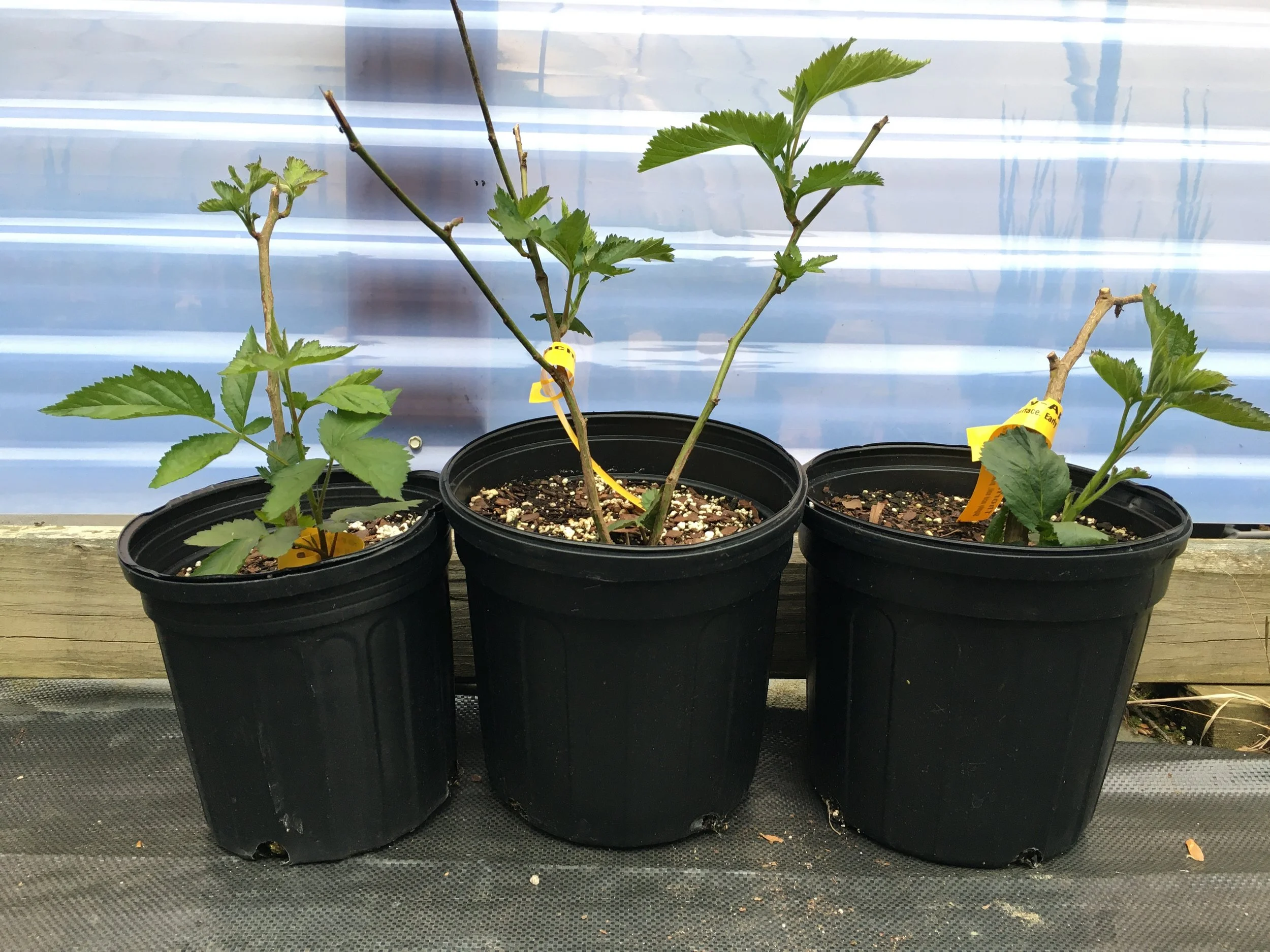 Potted Blackberry plants lean up against the plastic side of a high tunnel. 