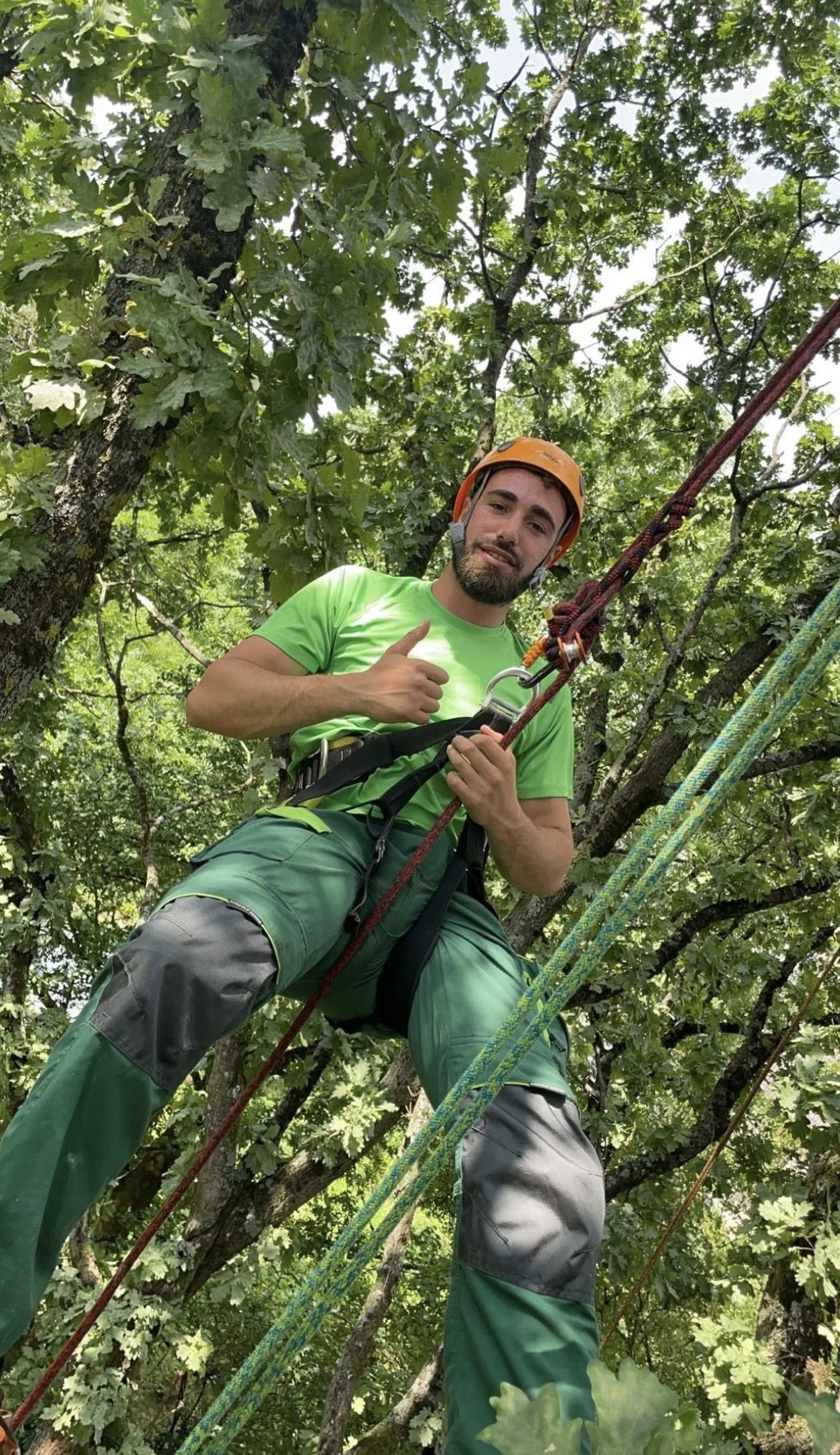 Junge Person in Kletterausrüstung mit Helm und Seil in Baummitte, grüne Blätter im Hintergrund.