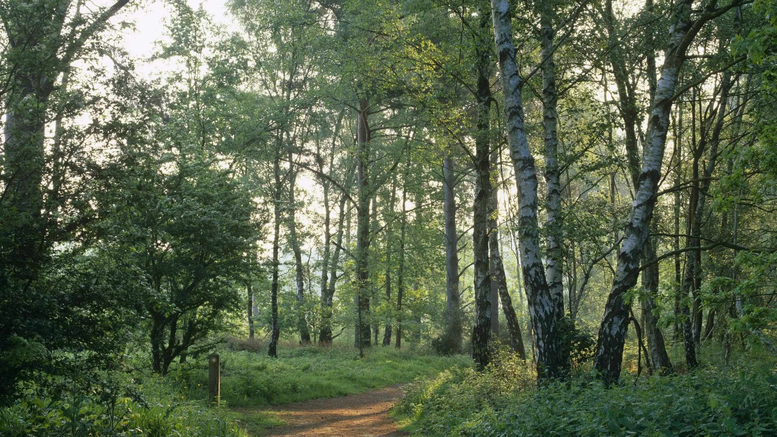 woodland-witley-and-milford-commons-surrey-167980.jpg