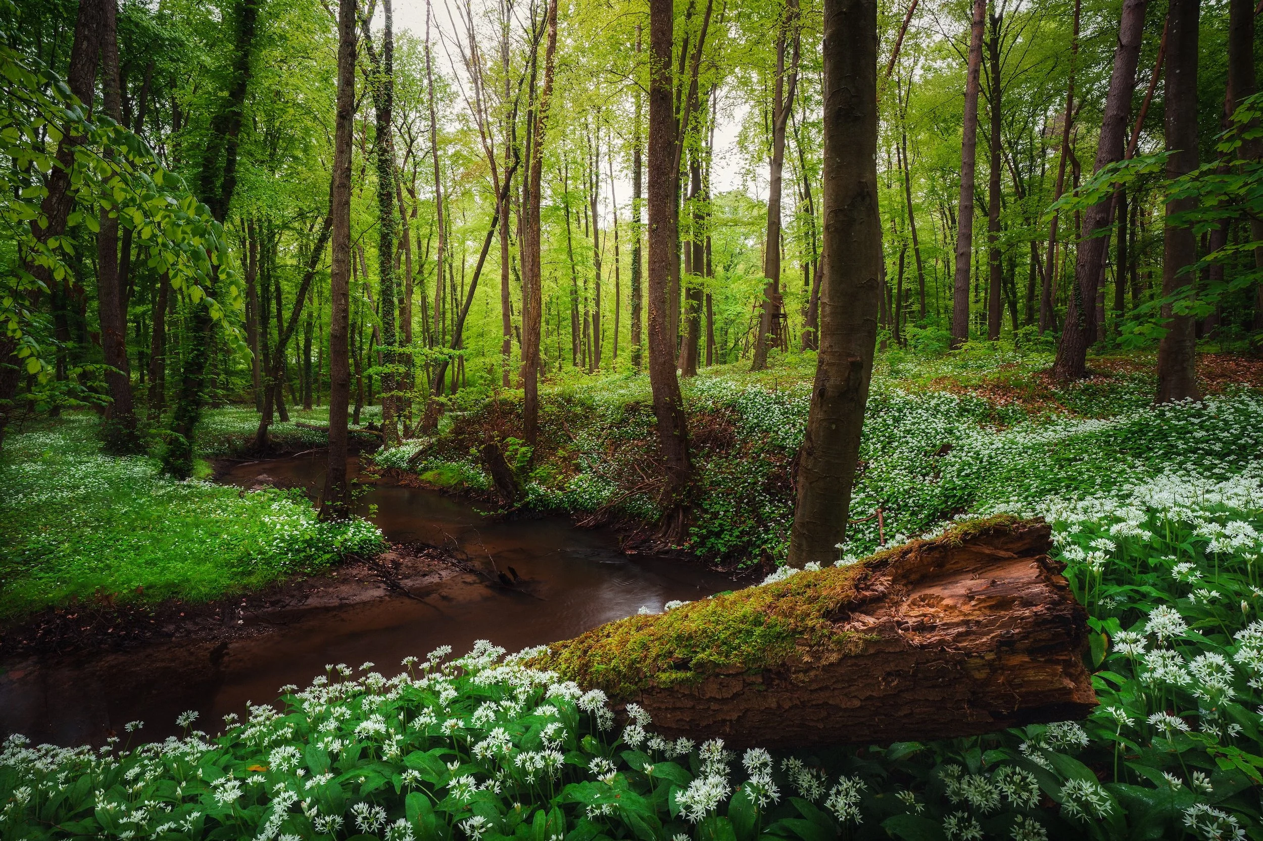 Dicht bewaldeter Bach, umgeben von grünen Pflanzen und weißen Blumen, mit umgestürztem Baum im Vordergrund.
