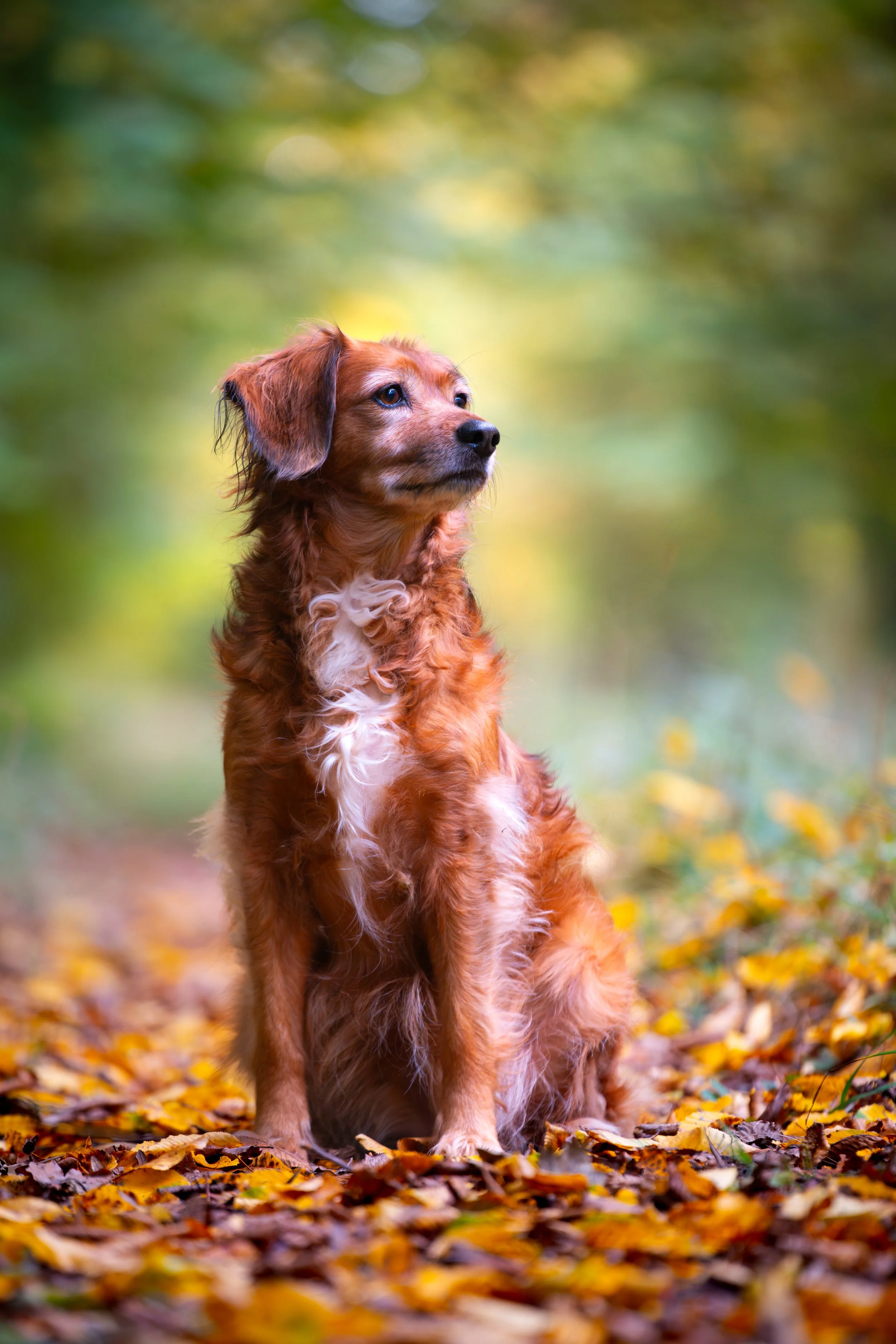 Ein brauner Hund mit lockigem Fell sitzt auf einem sommerlichen Waldweg, umgeben von herabfallen Blättern.