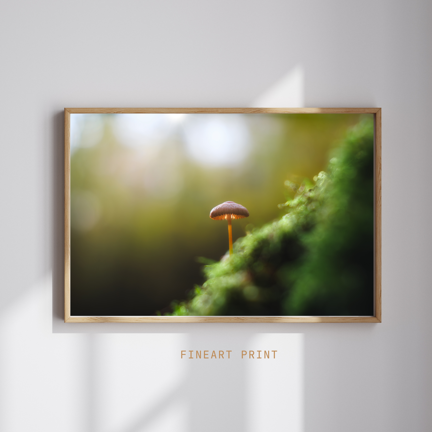 Pilz in einem Wald im Taunus