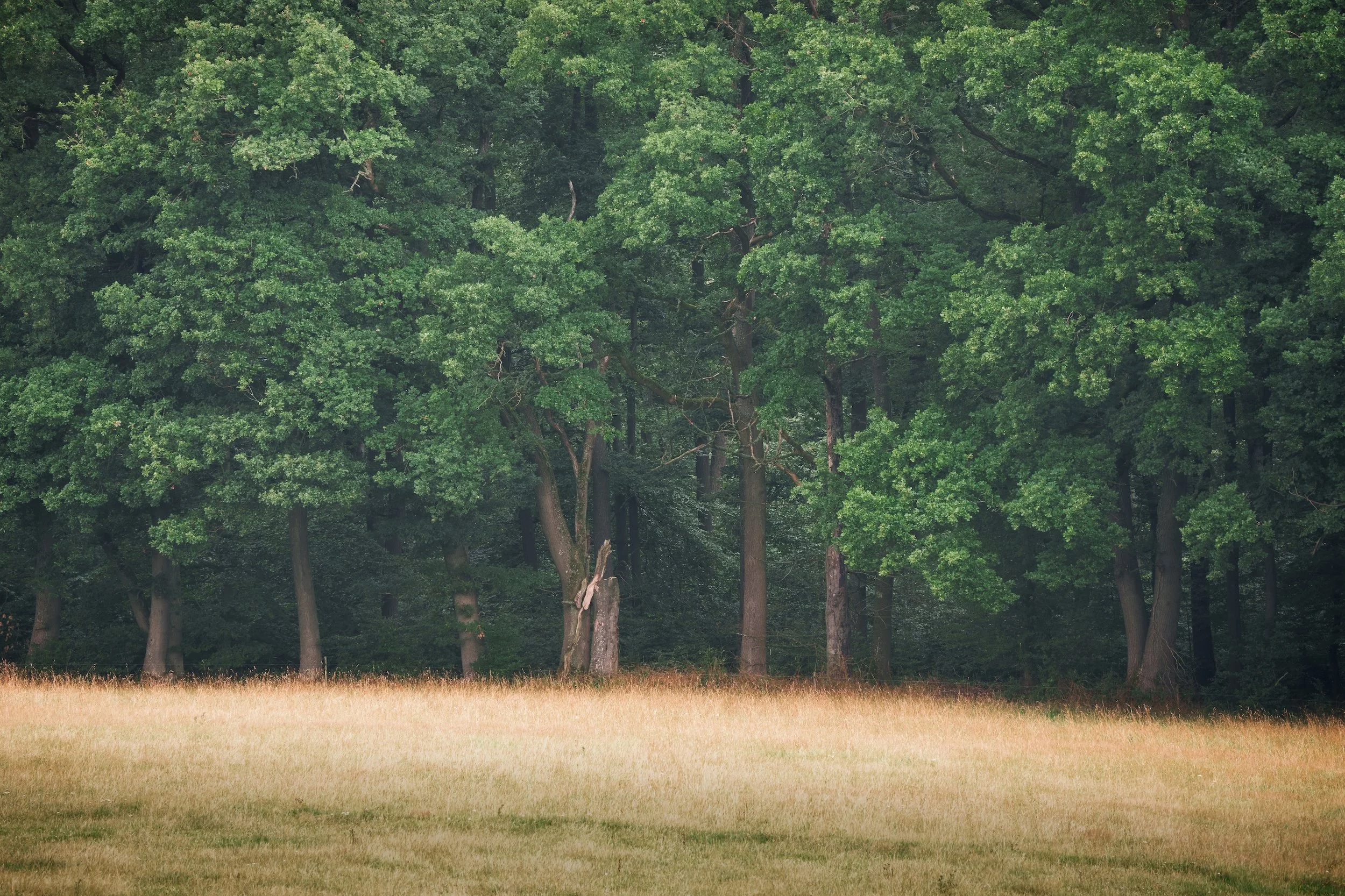 Ein Wald mit großen, grünen Bäumen hinter einer Wiese.