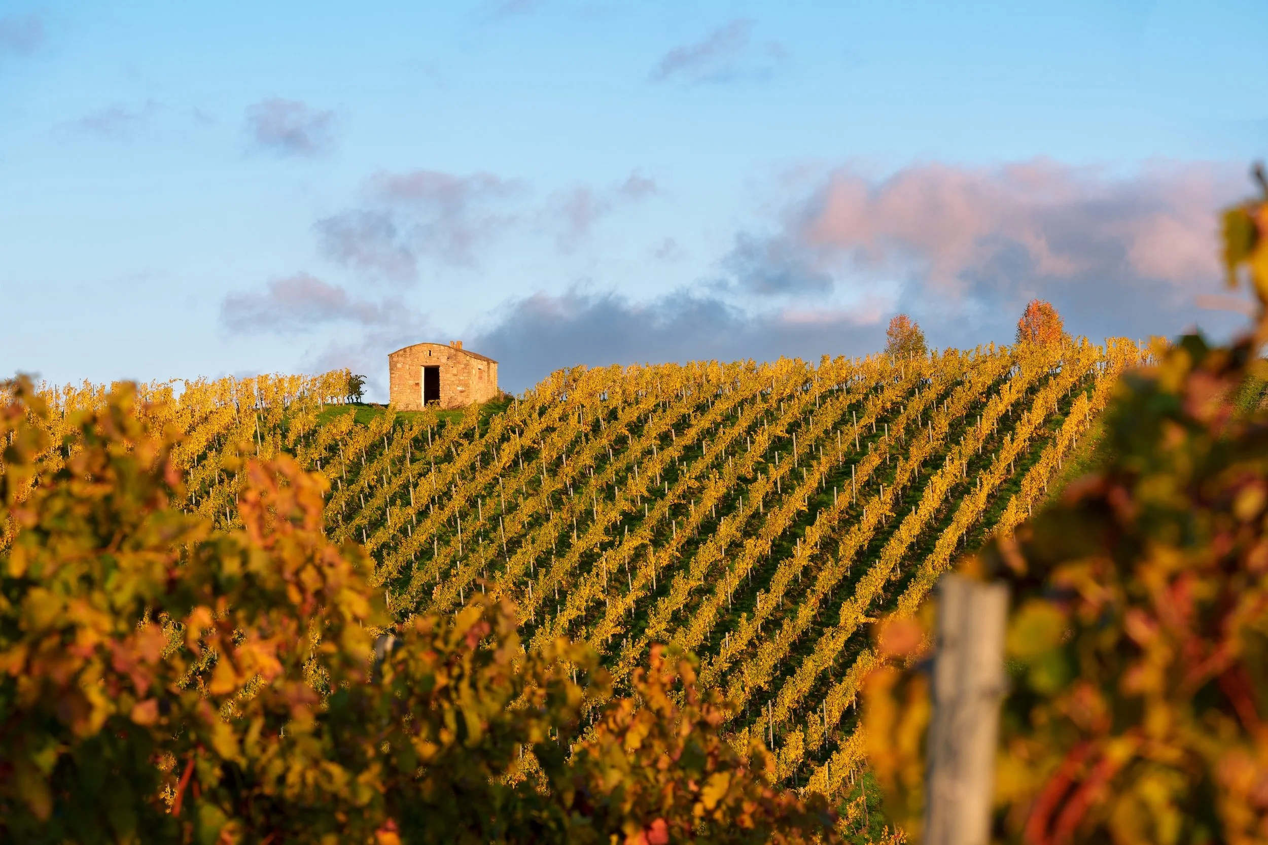 Reben an einem Weinberg bei Sonnenuntergang mit einem kleinen Steinhaus im Hintergrund.