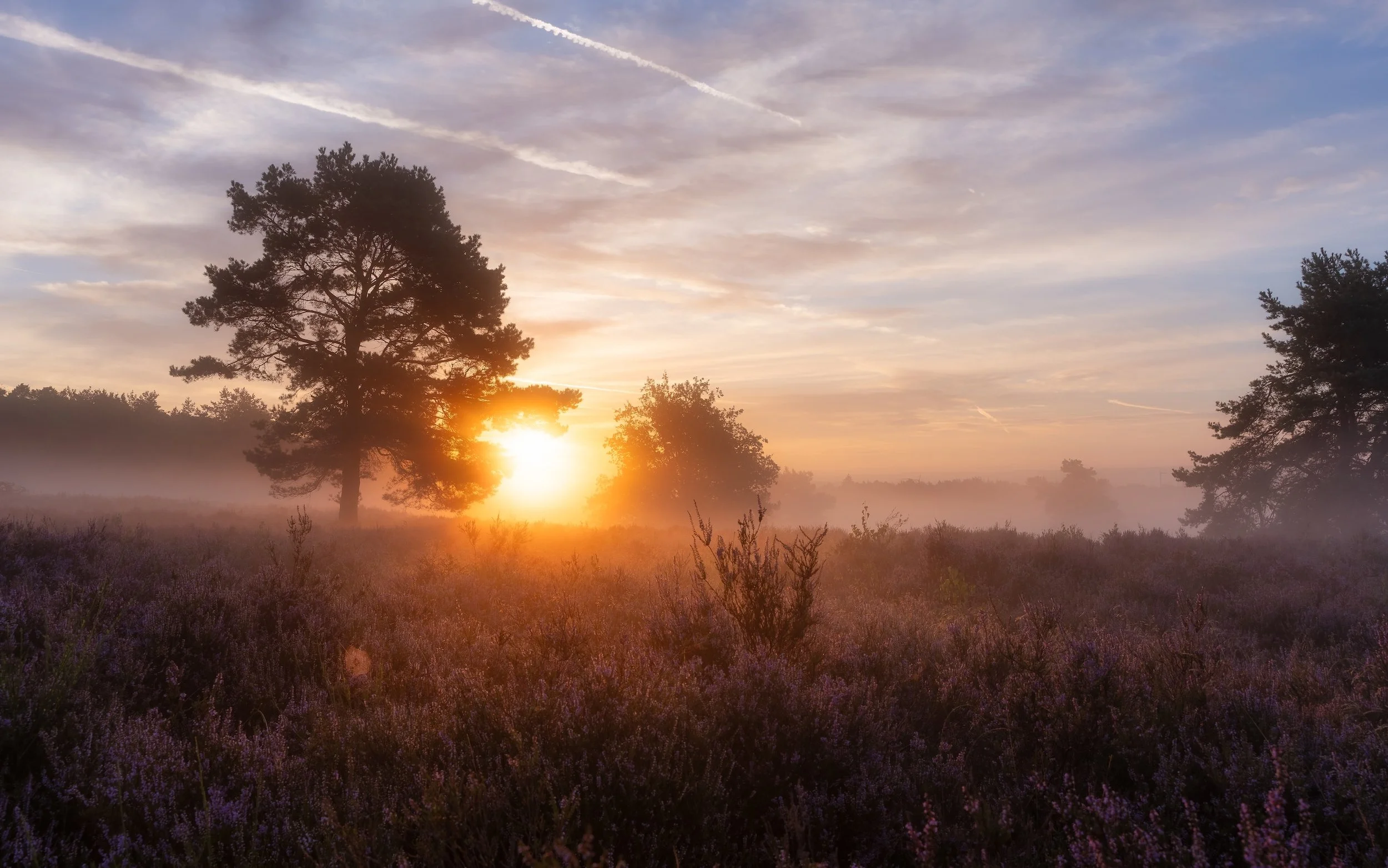 Morgendämmerung über einer Heide mit Nebel, hauptsächlich mit Bäumen im Vordergrund.