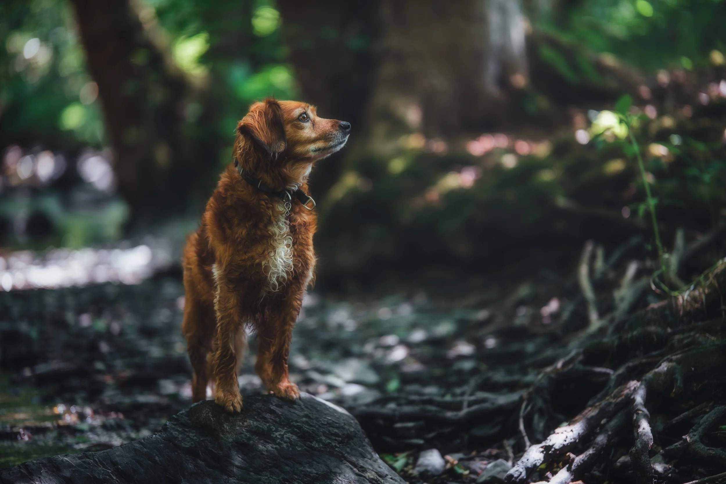 Ein brauner Hund mit lockigem Fell sitzt auf einem Baumstamm im dunklen, bewachsenen Wald.