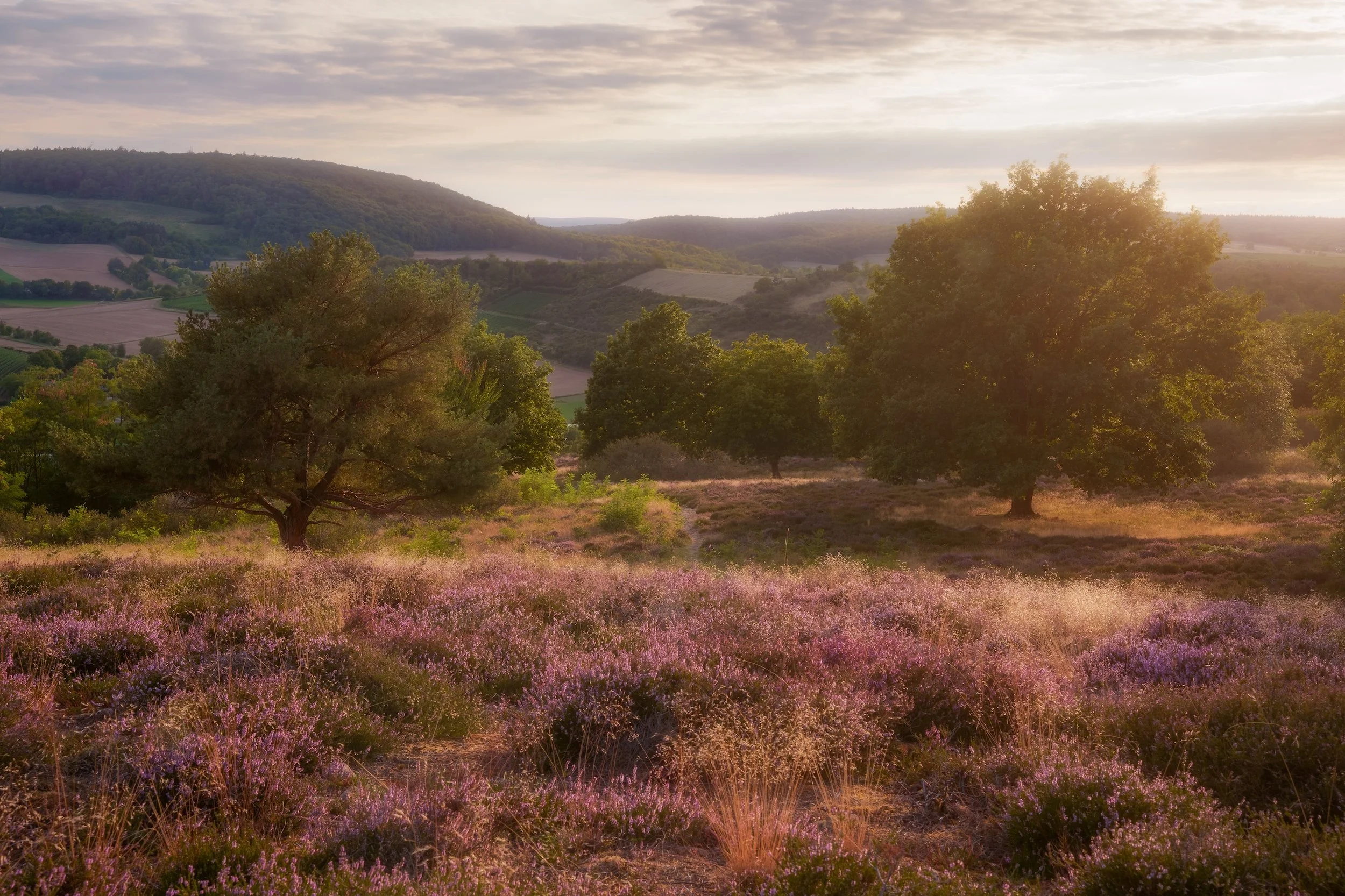 Landschaft mit blühendem Heidekraut, grünen Bäumen und sanften Hügeln im Hintergrund bei Sonnenaufgang oder Sonnenuntergang.
