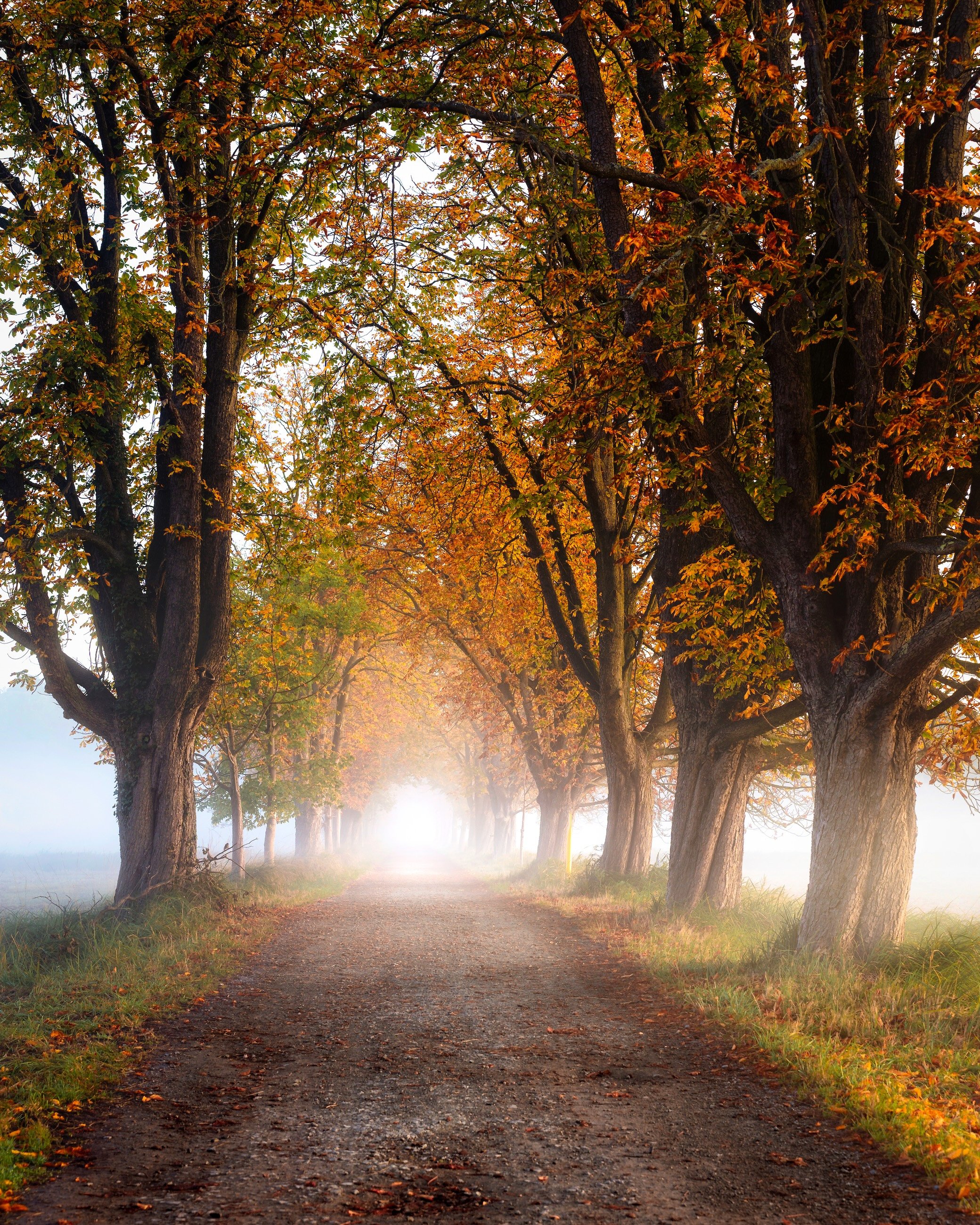 Weg durch einen Baumhain im Herbst mit orange und grün verfärbten Blättern, nebliger Atmosphäre, Sonnenaufgang im Hintergrund.